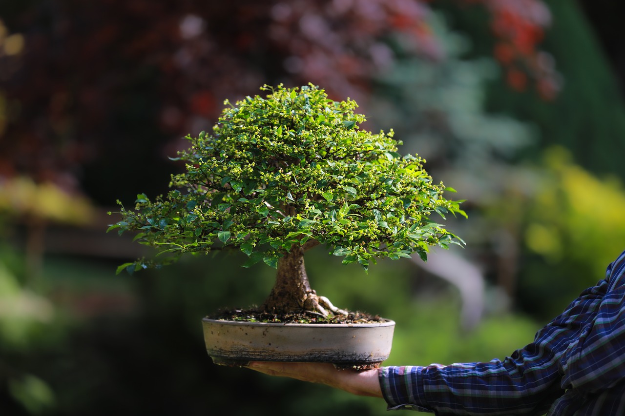 doniczka do fikusa bonsai