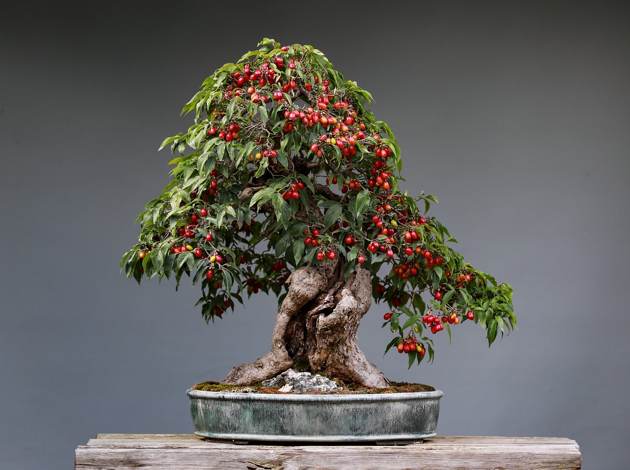 drzewko bonsai jaka doniczka