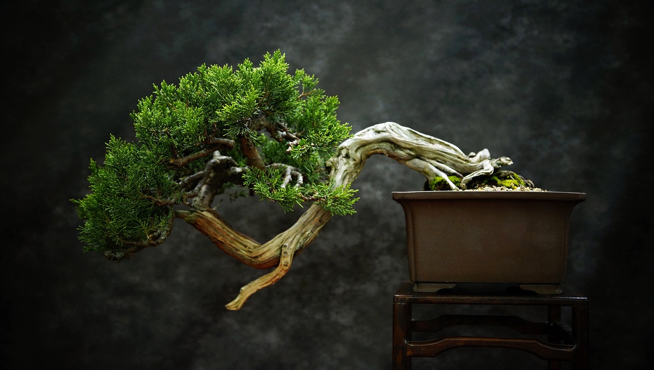 fikus bonsai jaka doniczka
