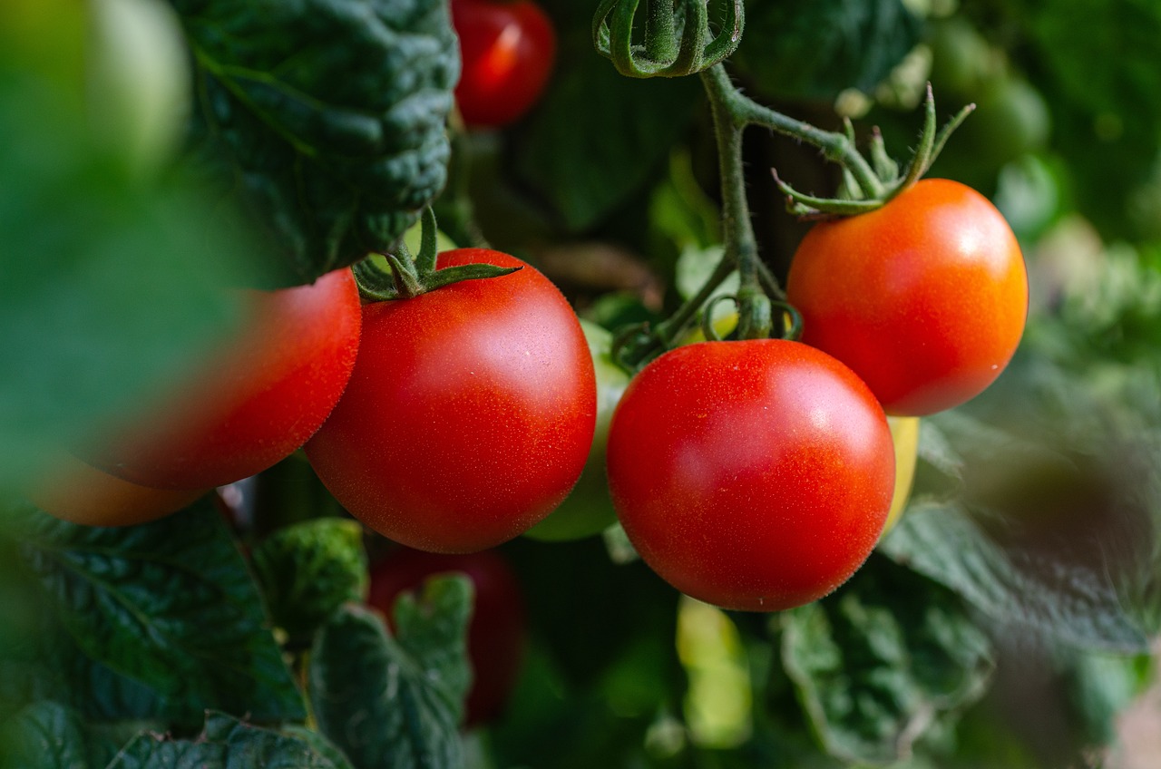 suszone pomidory w suszarce przepis